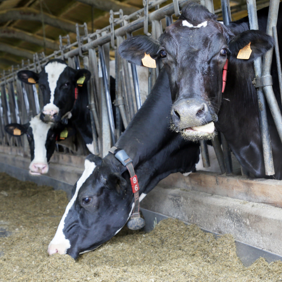 Vacas cuadra
