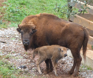 Webindustria bisonte